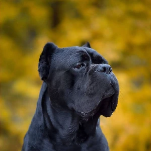 Користувач 77Diesel77