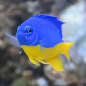 Користувач Attikus