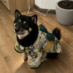 Користувач ShibaPoker