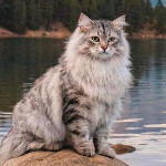 Користувач THISISEND