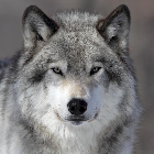 Пользователь Wolfy_