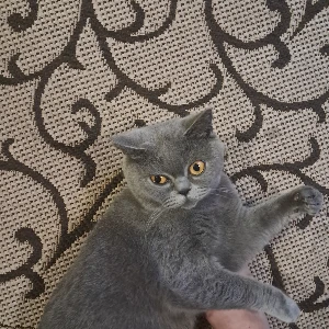 Користувач numberone