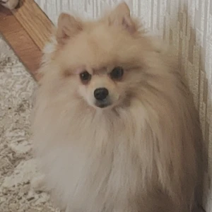 Користувач sparapet