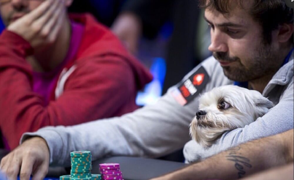 собака Джейсона Мерсье на WSOP 2016 Джейсон Мерсье на WSOP