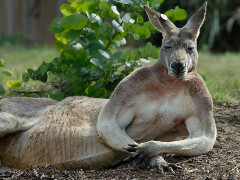Популярний турнір Aussie Millions може повернутися після чотирьохрічної перерви
