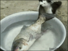 FISH-PARTY "Четверг- день рыбный .