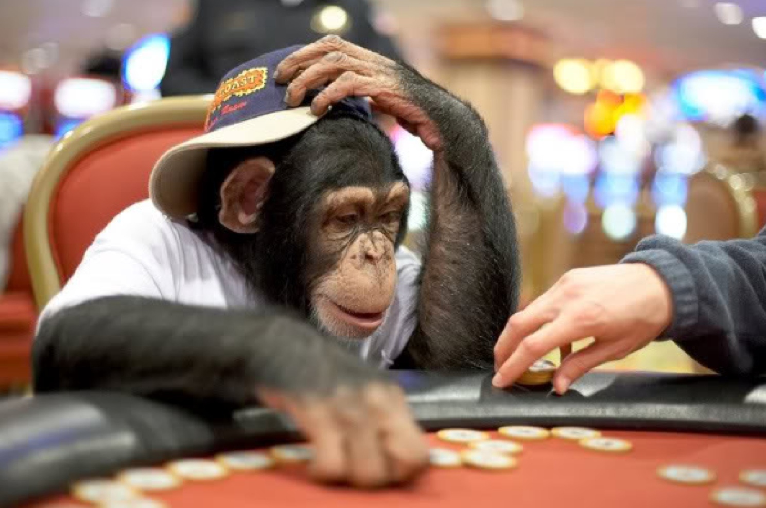играть в казино игру обезьяны