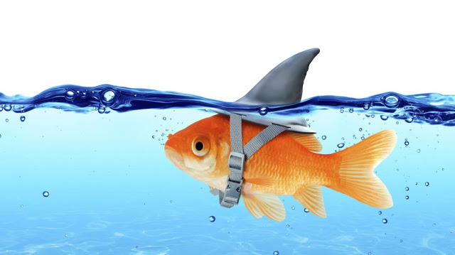 Гра проти фішей в покері